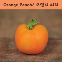 오렌지피치 Orange Peach 방울토마토 달콤한 희귀토마토 교육체험용 세트