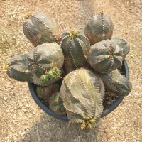 [수암다육] 오베사 랜덤발송 Euphorbia obesa 다육 다육이 다육식물 558  1개