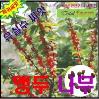 희귀씨앗/앵두나무 씨앗 50g-수목씨앗/조경