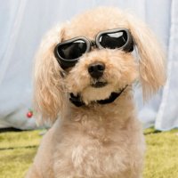 강아지고글 선글라스 강아지 백내장 안경 보호