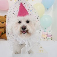 아이라잇댕 강아지 생일 파티햇 땡땡이 고깔모자 반려견 생일파티 리본모자 S