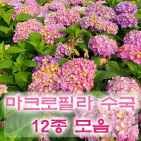 마크로필라 수국 11종 묘목 포트묘 화분묘 프린세스다이애나 니코블루 LA드림 돌체칙 로소글고리 10 돌체칙 1개