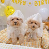 강아지 고양이 생일파티 레이스 스카프 모자 세트 목도리 케이프 선물