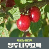 서울농원묘목 앵두나무 묘목 특묘 품종다량 보유 상묘