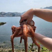 국내산 통영 활 돌문어 1.5kg (1~3미)