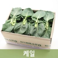 두리반농산 신선한 케일 2kg 쌈채소  1박스