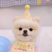 꼴레트멍멍 벌스데이 강아지 고양이 생일 고깔 모자 몽앤치크 액세서리