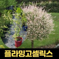 플라밍고셀릭스 21cm화분 화이트핑크 삼색버들 정원 조경