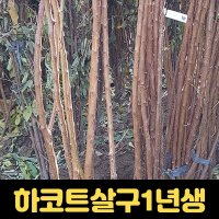 살구나무 과수 유실수묘목 1년생 하코트살구나무 과일나무