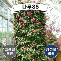 나무85 피스줄장미 피스사계덩굴장미 5종 피스사계덩굴장미