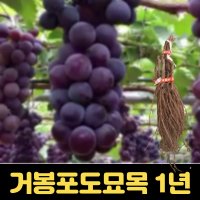 거봉포도나무 1년생 과수 유실수 과일나무묘목 포도묘목