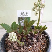 돌단풍(랜덤발송)