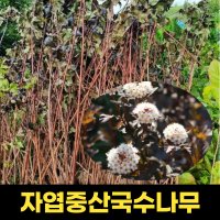 자엽중산국수나무 1 5m 국수나무묘목 야생화