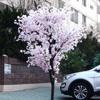 벚꽃나무 맞춤형 높이 2m 3m 진핑크 2m