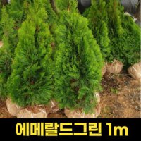 에메랄드그린 1m 조경수 정원수 묘목
