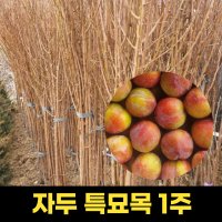 자두 특묘목 1주 추희 과일묘목