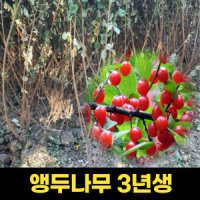 앵두나무 3년생 1주 결실주 앵두나무묘목 유실수