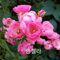 사계장미 넝쿨 안젤라 분홍색 포트 분 키1 2m 1주