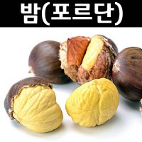 밤나무 (왕유밤 포르단) 묘목 접목1년 뿌리 특묘 1개/유실수 과실수