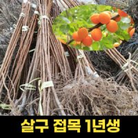 살구나무 묘목 접목 1년생 과일나무