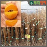 뿌리원예 살구나무 하코트 결실주 R3 4 1그루 L27