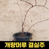 개량머루 화분 4치 결실주 포도나무 묘목 포트묘 텃밭