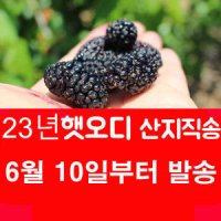 국내산 오디 5kg 토종 오디 산지발송 햇 오 디