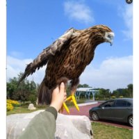 독수리 모형 대형 가짜 독수리 참새 비둘기 퇴치 인형