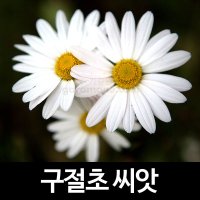 구절초 씨앗 꽃씨 종자 야생화 꽃씨앗 정원 1000알