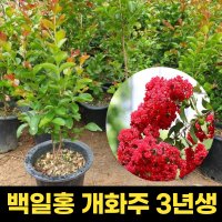 백일홍 3년생 개화주 화분묘 배롱나무 다이너마이트 정원수