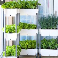전현무 실내 텃밭 야채 식물 재배 대파키우기 이동식-E