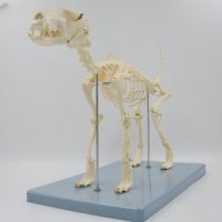 동물뼈 모형 개 강아지 해부학 개골격 모형 동물병원-개해골 53x23x35cm