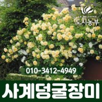 사계덩굴장미 개화주 분 나무 묘목 꽃 도시농부DR