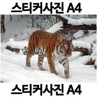 스티커사진 A4 거실사진 방수라벨지 실사코팅 핸드폰사진인화 프린트할수있는곳 사진인쇄 사진출력 인쇄출 A060-6