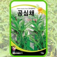 공심채씨앗 10g / 공심채 채소종자 옹채 죽협채