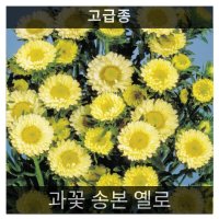 식용꽃 씨앗 모음 ... - (맨드라미 캐슬 오렌지 5000립)  과꽃 송본 옐로 20립