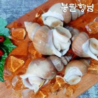 자숙 백고동 소 1kg (35-40미) 국산 백골뱅이