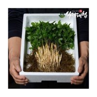 성기빈농부 수경재배 새싹삼 50뿌리 20cm이상 약60g