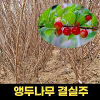 앵두나무묘목 4년생 결실주 유실수 묘목 과실수