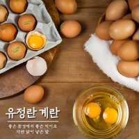 유정란 계란 초란 무항생제 달걀 30구 1판 특 대란 일반란  유정란 초란 30구 - 1판(난각2번)