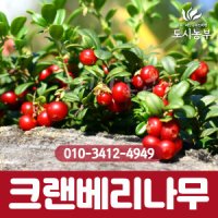 크렌베리3년생포트묘 나무 묘목 도시농부TI