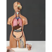 해부모형 실습 전신 심장 공부 인체 근육 장기 모형