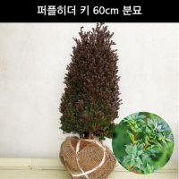 침엽수 퍼플히더 키 분묘 상록수 조경수 정원수 묘목 화분