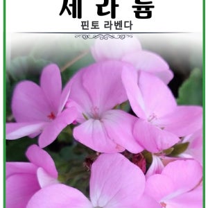 제라늄 핀토 라벤다 5립 꽃이 계속피는 씨앗 초보자용 베란다 발코니