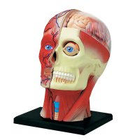 해부학모형 사람 해골 인체 뼈 두개골 얼굴 머리 모형