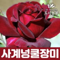 사계넝쿨장미 흑장미 1m 개화주 나무 묘목 도시농부TI