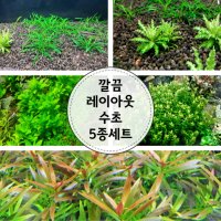 라라아쿠아 수초 깔끔 레이아웃 수초 5종세트