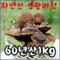 [절편상태발송]상황버섯/60년산 1kg/자연산 정품 산뽕나무상황버섯/고급포장 효도선물