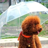 강아지 투명 비옷 바람막이 중형견 우비 애견 레인코트 우산 판초 대형견 소형견 우의 개