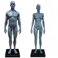 인체 근육 모형 피규어 전신 해부학 드로잉 미니-30cm 남성 스킨 레진